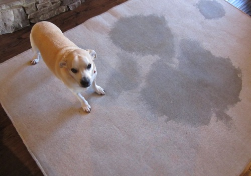 The Most Effective Way to Get Rid of Pet Odors from Carpets in San Antonio, Texas